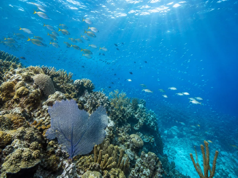Reef Diving at Cancun scuba diving